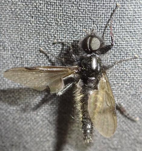 Bibio sp.